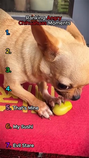 Ranking Angry Chihuahuas (Part 2) Part 2 is even angrier 😤 From nail-trim refusals to food bait betrayals, these chihuahuas have ZERO patience. Which rank was the most unhinged? | PawTime