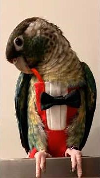 #greencheekedconure #greencheek #birds #birds