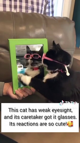 Truffles the Cat: Adorable Moments with Glasses