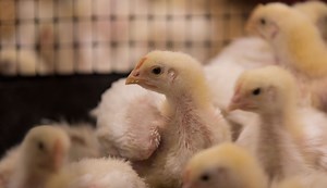 How UGA is keeping the poultry industry and its birds healthy - UGA Research News