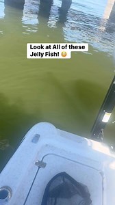 Look at all of the Jellyfish that we caught in the net thousands of them 😳!Never seen it like this before and havnt seen it since! #jellyfish #TampaBay #netfishing #CastNetFishing | Groupermvp