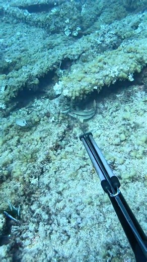 Huge stripped red mullet #spearfishing
