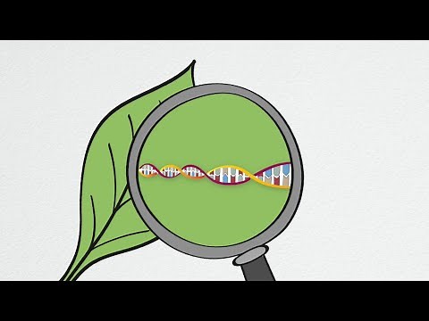 DSI – Simply Explained