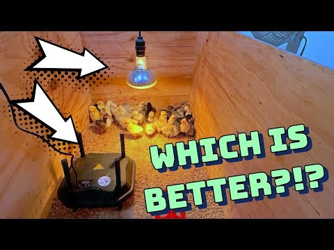 Brooder Plate Or Heat Lamp For Chicks?