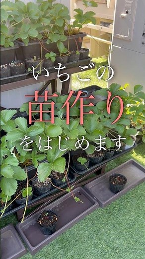 【ランナーから簡単】いちごの苗作り①ランナーを育てる🍓