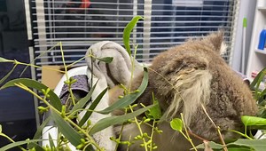 4.3K views · 440 reactions | UPDATE June 1st: Sadly we lost little...