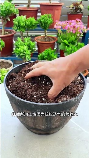 Learn to Clone Your Favorite Geraniums with Cuttings