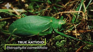 125K views · 389 reactions | Sound on  to hear the song of the true...