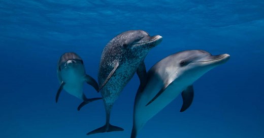 Comment le dauphin fait-il pour dormir sans se noyer ?