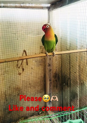 Lovebird ￼fisher bird Awaz❤️🐦‍⬛🐥🐤