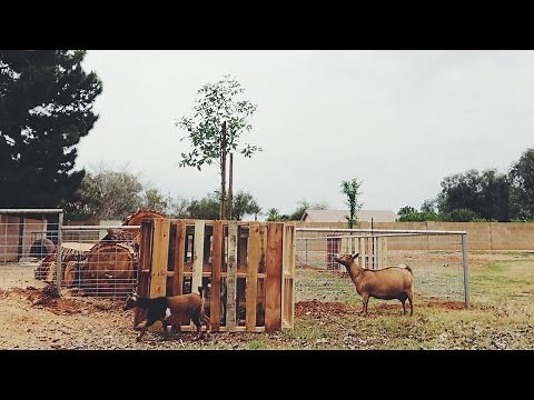 Keeping the goats AWAY from these TREES