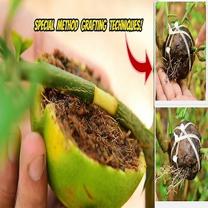 Amazing Lemon Grafting New Techniques using orange peel | Beautiful garden