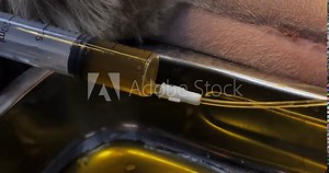 Emptying the bladder using a urinary catheter in a dog. The veterinarian inserted a catheter into the dog's salt-clogged urethra. The veterinarian drains the urine from the bladder using a syringe. Stock Video