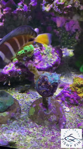 Filefish with a serious appetite for aiptasia! -- Fishy Fins ©2025 #filefish #file #aiptasia