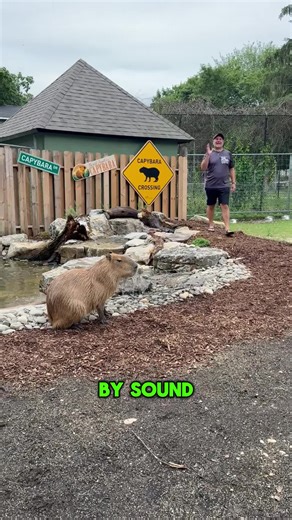 26K views · 575 reactions | Not only for humans, but for Capybaras to enjoy this Aquascape Water Feature! With Sound Shore Pond | Greg Wittstock the Pond Guy | Facebook