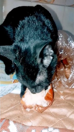 Meow 😻 Cat video #cat #cutecat #cute #funnycats #viral