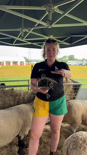 66 reactions | It’s showtime  #thesheepshow #sheepshow #showtime #sheep #farming #entertainment #entertaining | The Sheep Show | Facebook