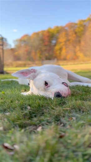 Town of Auburn, Massachusetts on Reels