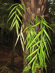 Asplenium flaccidum - Alchetron, The Free Social Encyclopedia