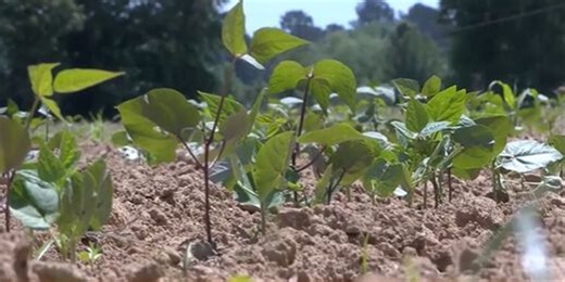 Forrest County farmer offers rent-a-row program to combat grocery costs