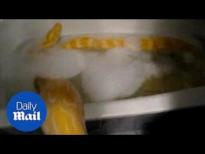 Hilarious moment woman gives cute giant python a bubble bath - Daily Mail