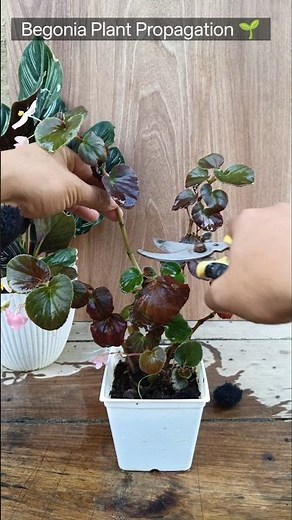 Begonia propagation from cuttings easy way 🌿#begonia #gardening #garden #plants