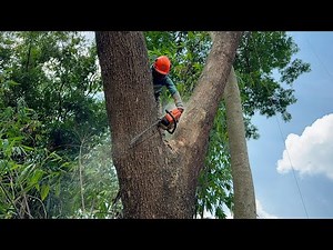 Skill & guts‼️ Cutting down Tall tree near the House!