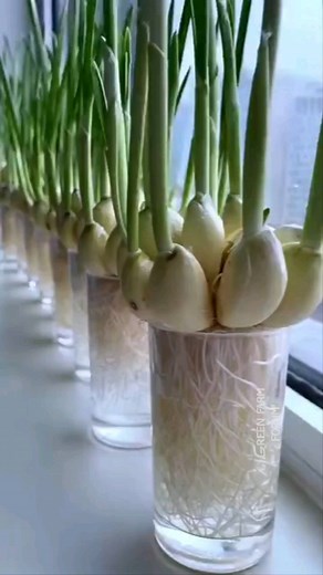 Green Farm Forum on Instagram: "Growing garlic at home tip🧄🧄🧄 Hydroponic garlic #agriculture #garlic #greenfarmforum #SmartFactory #farm #farming #farmer #tools #agricultural #satisfying #agritech #techology #Amazing #Nature #worksmart #Tech #Engineering #Work #Agro #agriculturalproducts #foodprocessing #food"