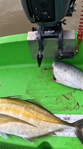 big trevally up in the shallows!! #fishing #fish #bigfish #trevally #boat #shallowwaterfishing