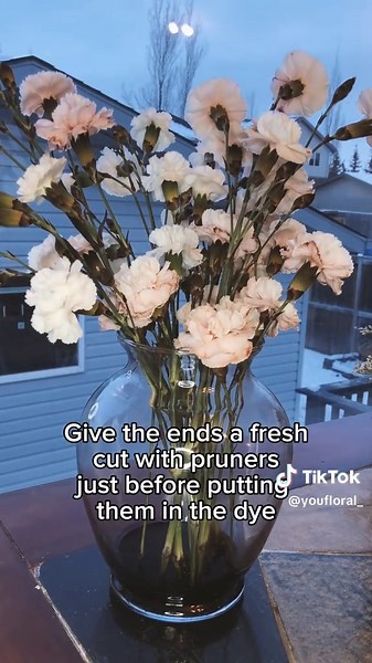 Dyeing carnations is a fun and straightforward process! Here’s a basic method: Prepare the Dye Solution: Choose a water-soluble dye or food coloring. You can use commercial floral dyes or food coloring (liquid or gel). Mix the dye or food coloring in water. Use enough water to fully submerge the stems of the carnations. Trim the Carnation Stems: Cut the stems of the carnations at an angle. This helps them absorb water and the dye more effectively. Submerge the Carnations: Place the trimmed carna