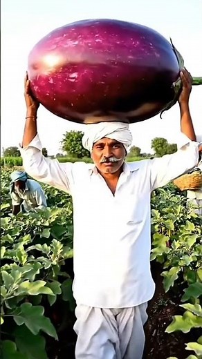 Watch how modern technology is transforming ginger farming!