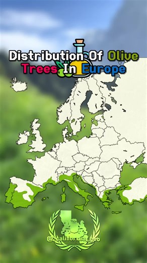 🌳 · Distribution of olive trees in Europe · 🫒 #california_geo #geography #mapping #europe #olivetrees