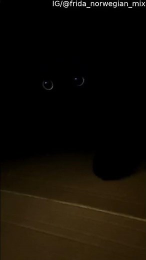 Void Cat's Green Eyes Shine in the Dark || ViralHog