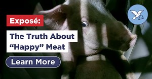 Pigs Screaming & Stabbed on the Kill Floor: The Truth About “Happy” Meat