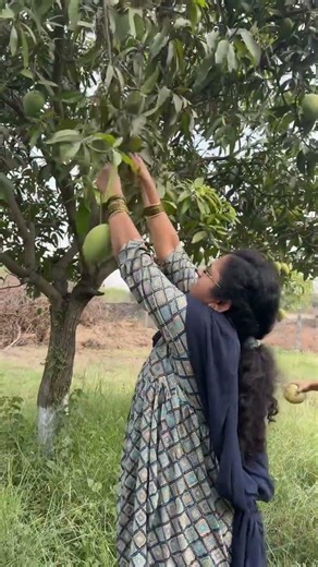 నోరూరించే మామిడి పండ్ల తోట 🥭| Authentic Organic Mango Farm Tour 2026 #nature #garden #fruit #shorts
