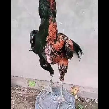 Ayam bangkok super asli, dari thailand