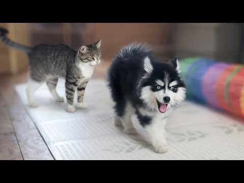 Husky Teaches Pomsky Puppy to Play Like a Grown-Up! Kitten Defends His Territory
