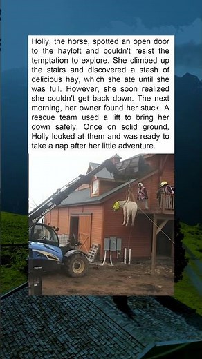 "Rescued From Her Own Curiosity: Holly’s Hayloft Adventure"