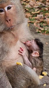 Update, monkey Jill successful gave birth to boy 🥰04/12/2025 | Monkey Care