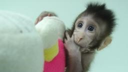 中国でサルのクローン２匹誕生 - CNN.co.jp