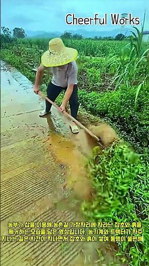 농촌길 잡초 제거: 안전한 농기계 통행을 위한 관리 작업 #worker #process #farming #weedcontrol #farmer #rural #maintenance