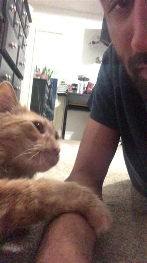 When Kermit gives you bunny kicks and love bites, you know it’s real 🥰 #mrkermitmeow #catsofinstagram #catlovers #catdad #catsoffacebook | Javie and Mr. Kermit