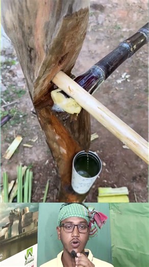 Traditional Sugarcane Crushing Work | পুরনো পদ্ধতিতে আঁখ মাড়াই করা হচ্ছে 🌾🪵 #shorts #facts #farming