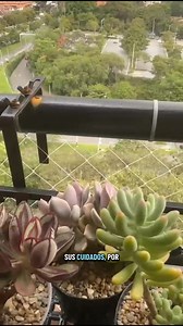 La primera vez que visité la casa de Alex para hacer el mantenimiento, tenía solo cinco suculentas. Cinco pequeñas vidas que él cuidaba con una dedicación hermosa. Hoy… tiene más de 60. Y cada una parece contar una historia distinta.Alex no solo tiene plantas. Tiene compañía, tiene momentos, tiene calma. Él es de esas personas que se acercan a una planta como quien se acerca a un ser querido: con amor, con paciencia, con respeto. Les habla, las limpia, les da su tiempo. Es increíble ver cómo sus