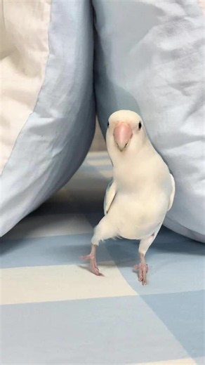 The parrot’s funny behavior every day #parrot #bird #funnyparrot #parrots #lovebird