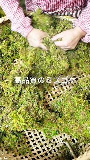 このビデオをじっくりと見て、胡蝶蘭の植え替え方法を学びましょう#ミズゴケ#園芸#胡蝶蘭#緑の植物