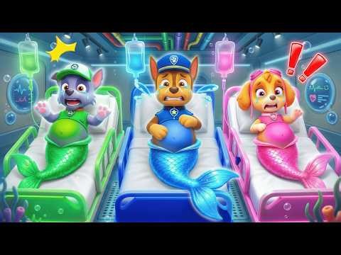 OH NO! WHAT IS INSIDE THEIR BELLIES?! 😱 Chase, Skye & Rocky are Crying! | PAW Patrol 3D Animation