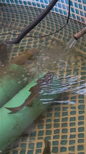 Choosing the Best Aquarium Fish (ft. The King of DIY)