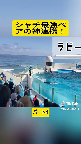 シャチ最強ペアの神連携！ #4 #やさしいオルカ #シャチ #動物 #癒し #orca #animal #wildlife #fyp #foryoupage❤️❤️