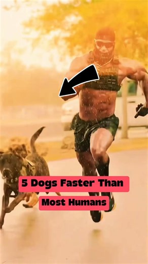5 Dogs Faster Than Most Humans 🏃‍♂️💨🐕